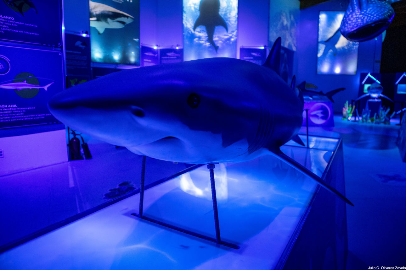 exposición inmersiva de tiburones